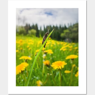 beetle in the dandelion field Posters and Art